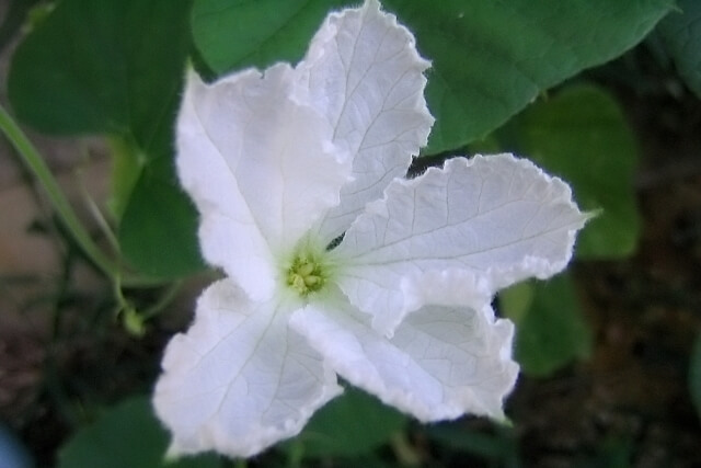 ハワイの植物イプ（瓢箪）の花