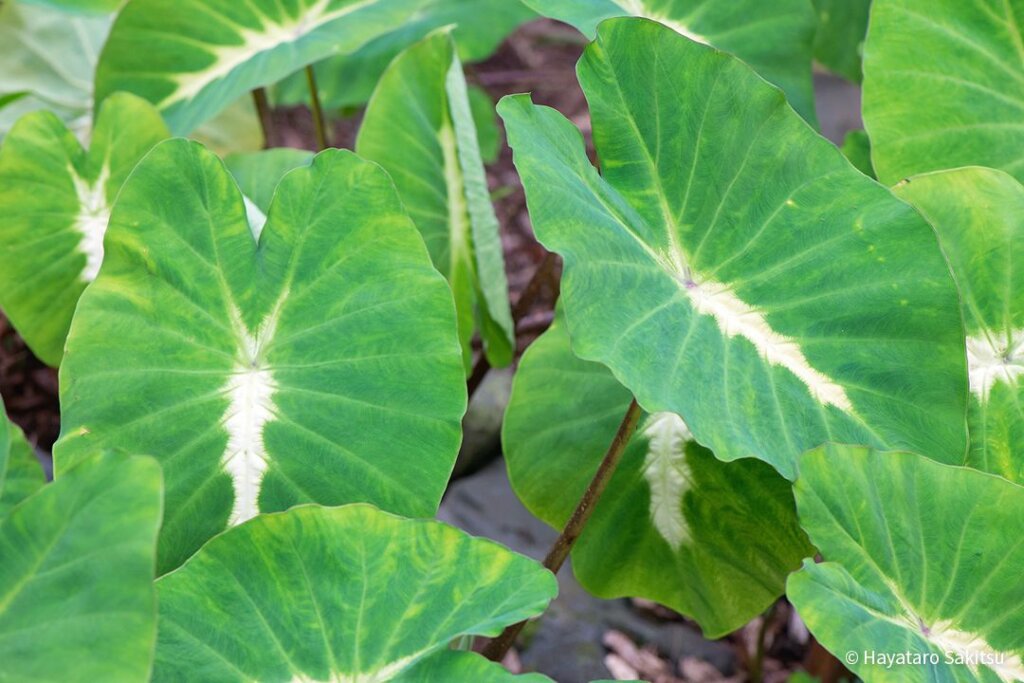 ハワイの植物カロ（タロイモ）