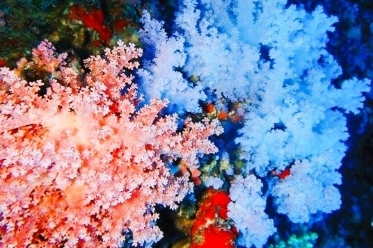赤珊瑚と白珊瑚