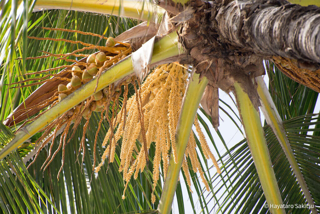 ハワイの植物ニウ（ココナツ）