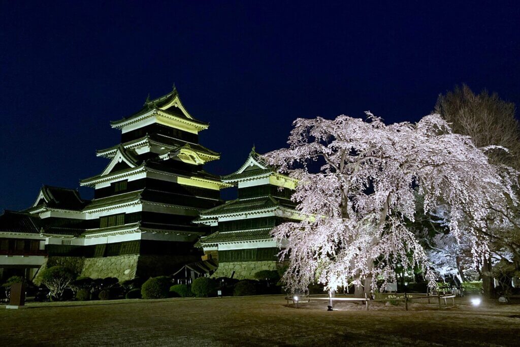 松本城夜桜ライトアップ