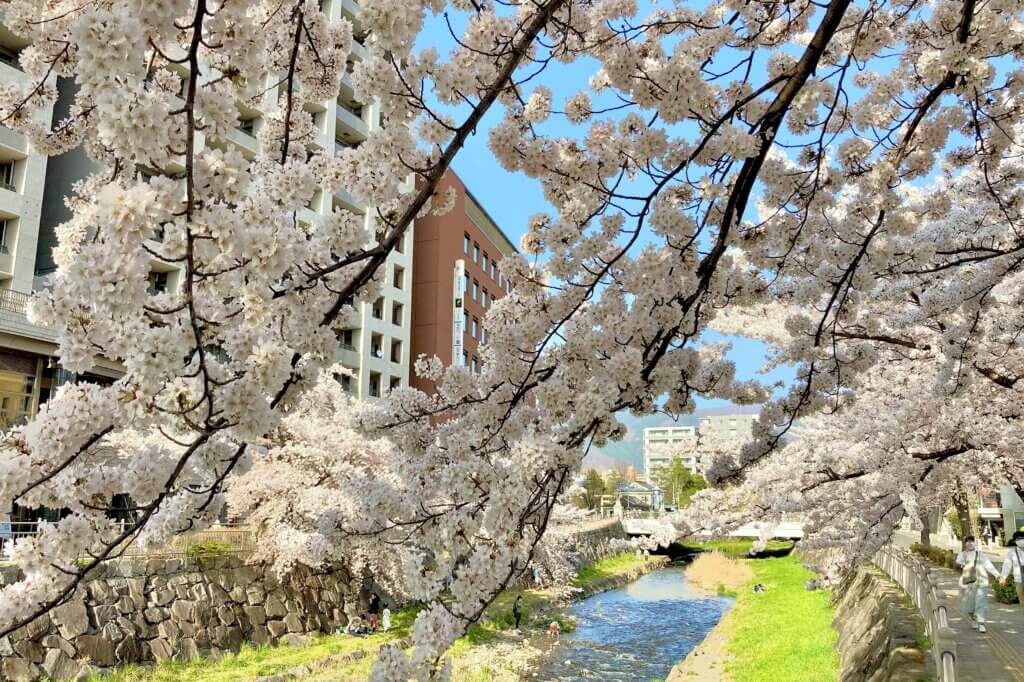 松本女鳥羽川の桜