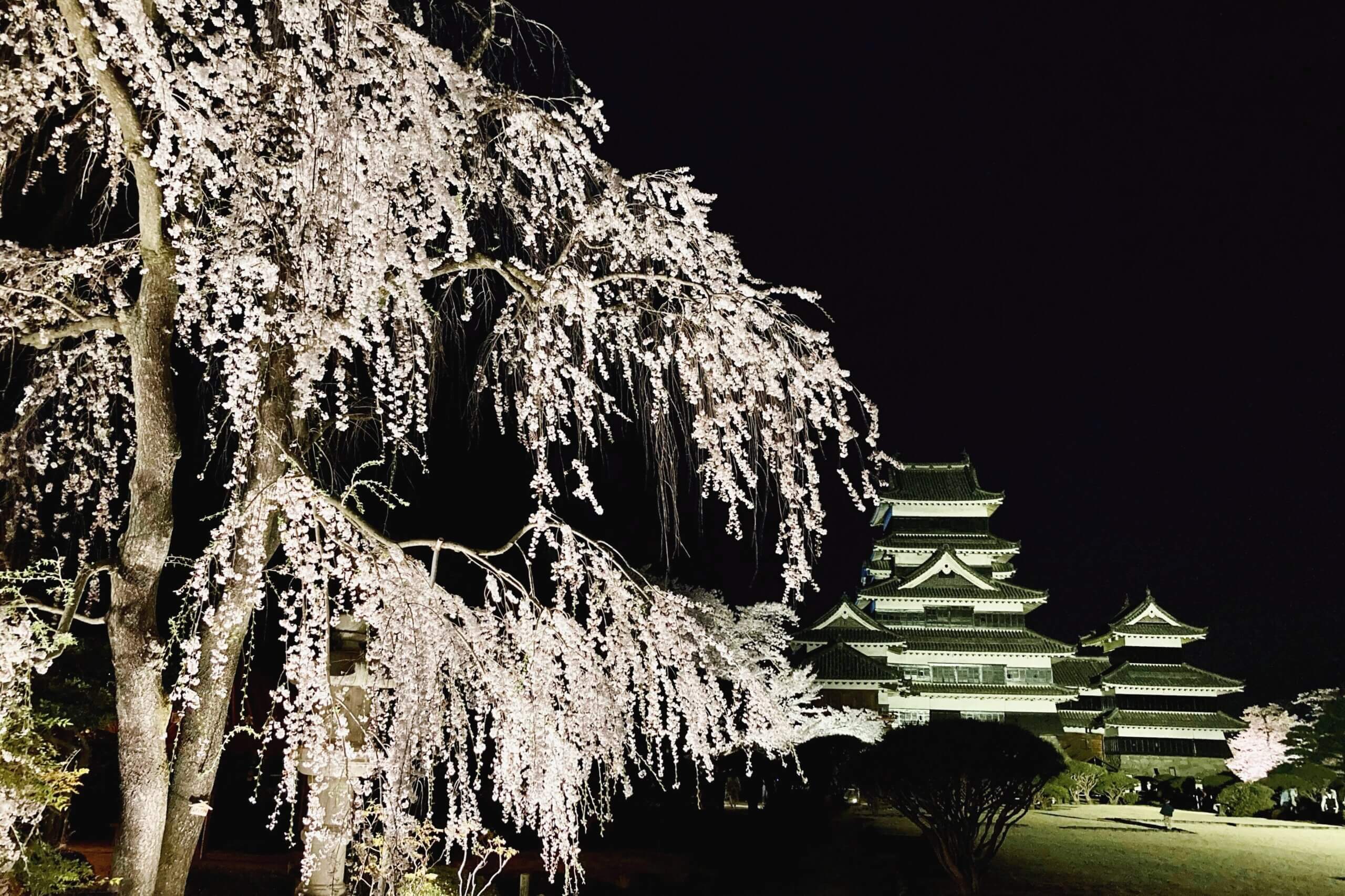 松本城の桜と夜景