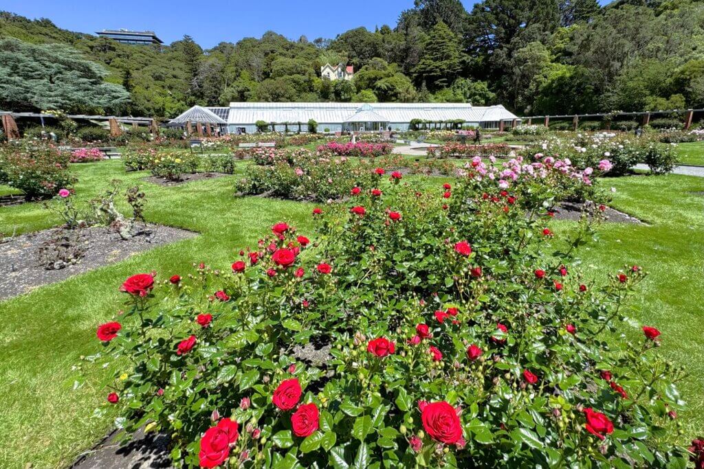 Lady Norwood Rose Garden