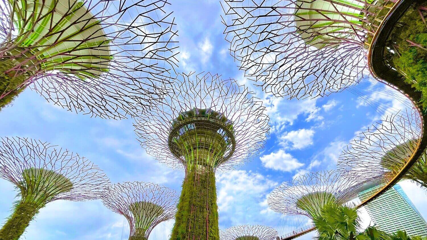 Supertree Grove