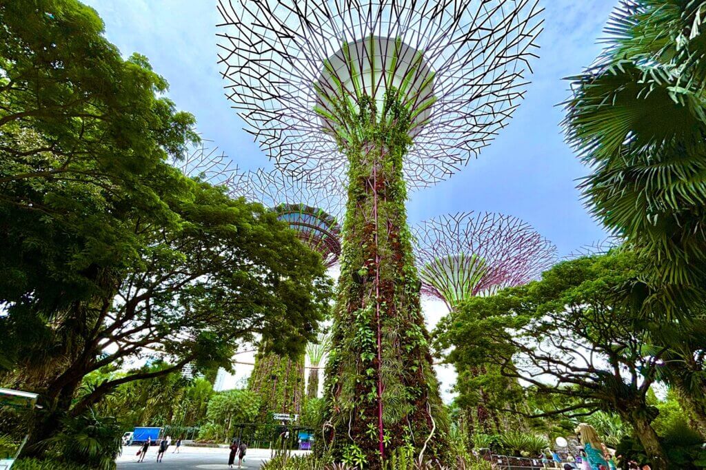 Supertree Grove