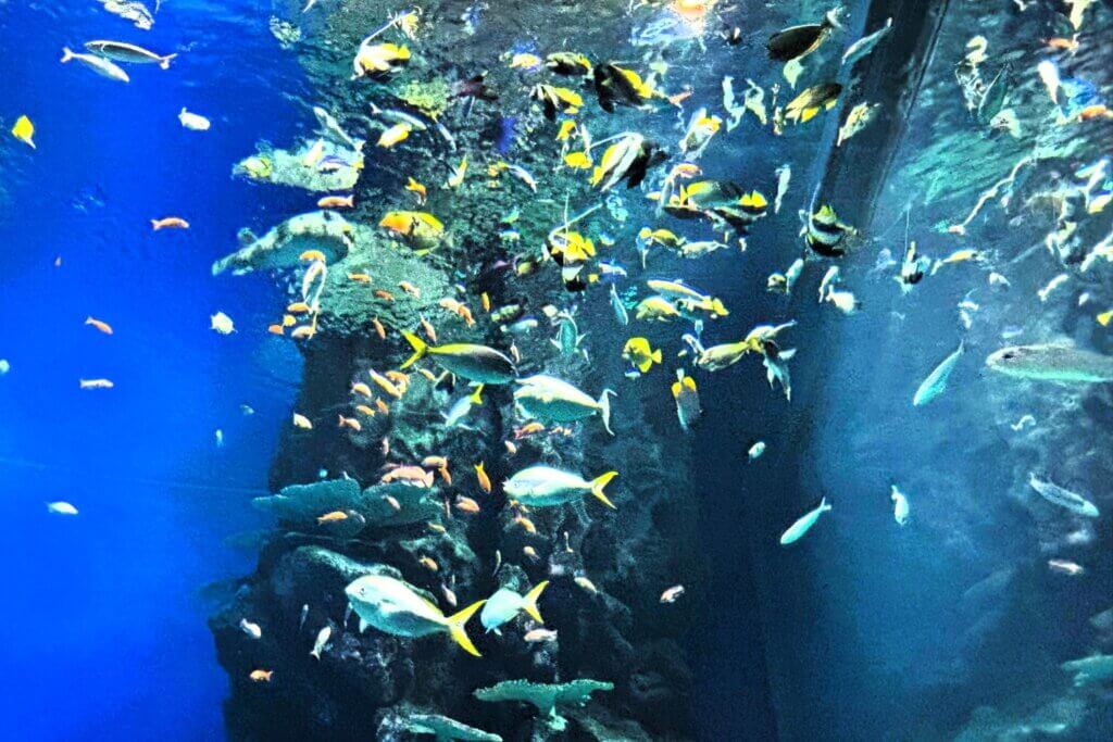 しまね海洋館アクアス