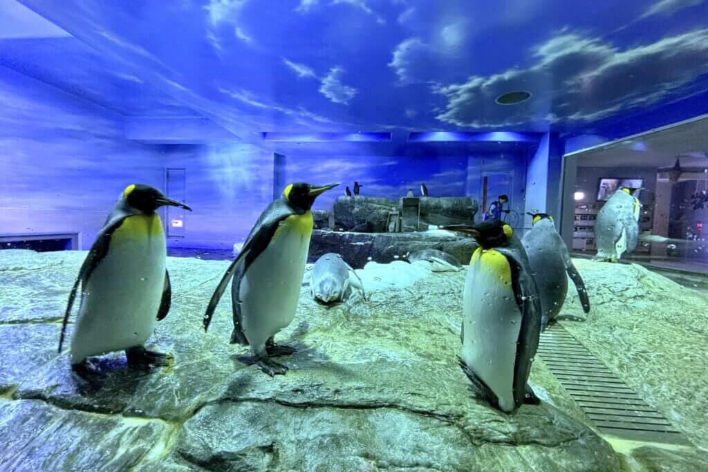 しまね海洋館アクアス