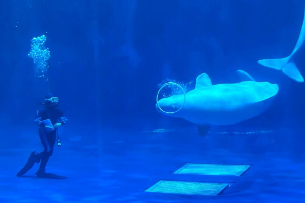 しまね海洋館アクアス